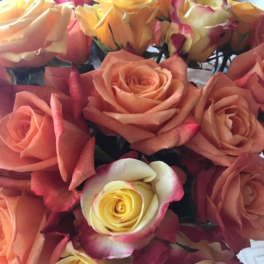 Meet your Posher, Rose